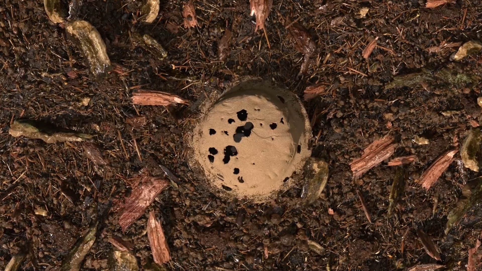 composted soil