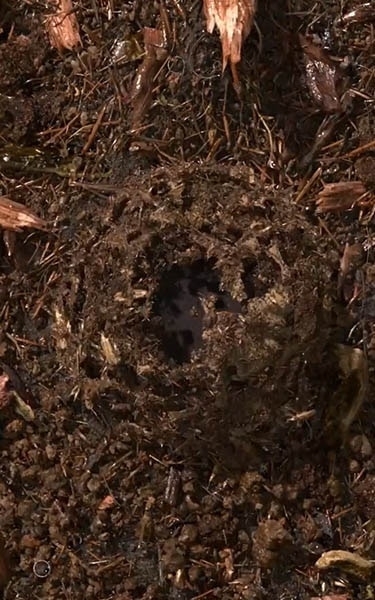 composted soil