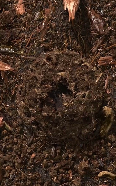 composted soil
