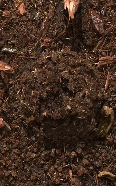 composted soil