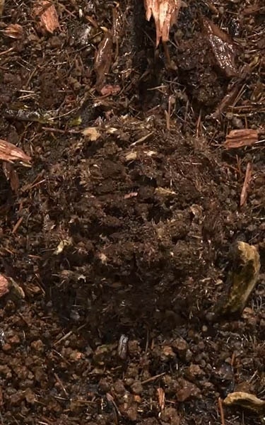 composted soil