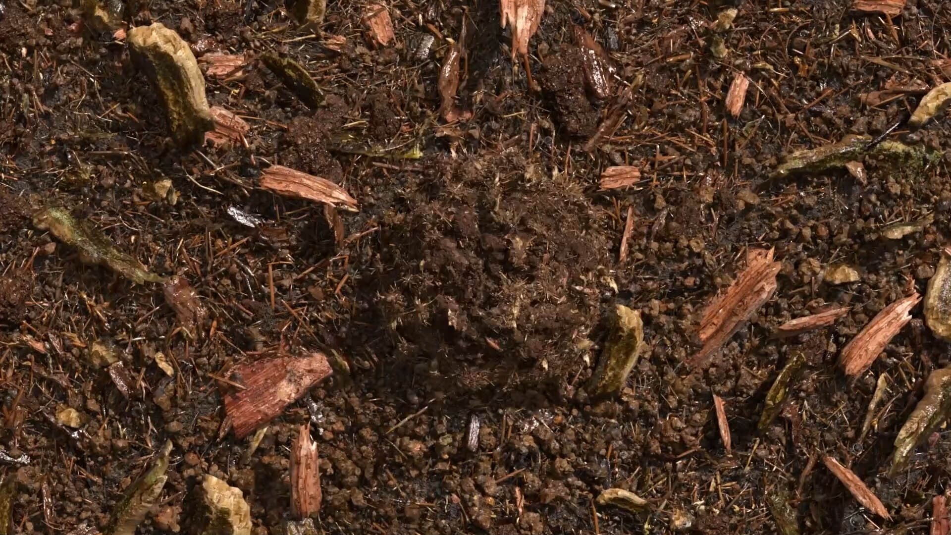 composted soil
