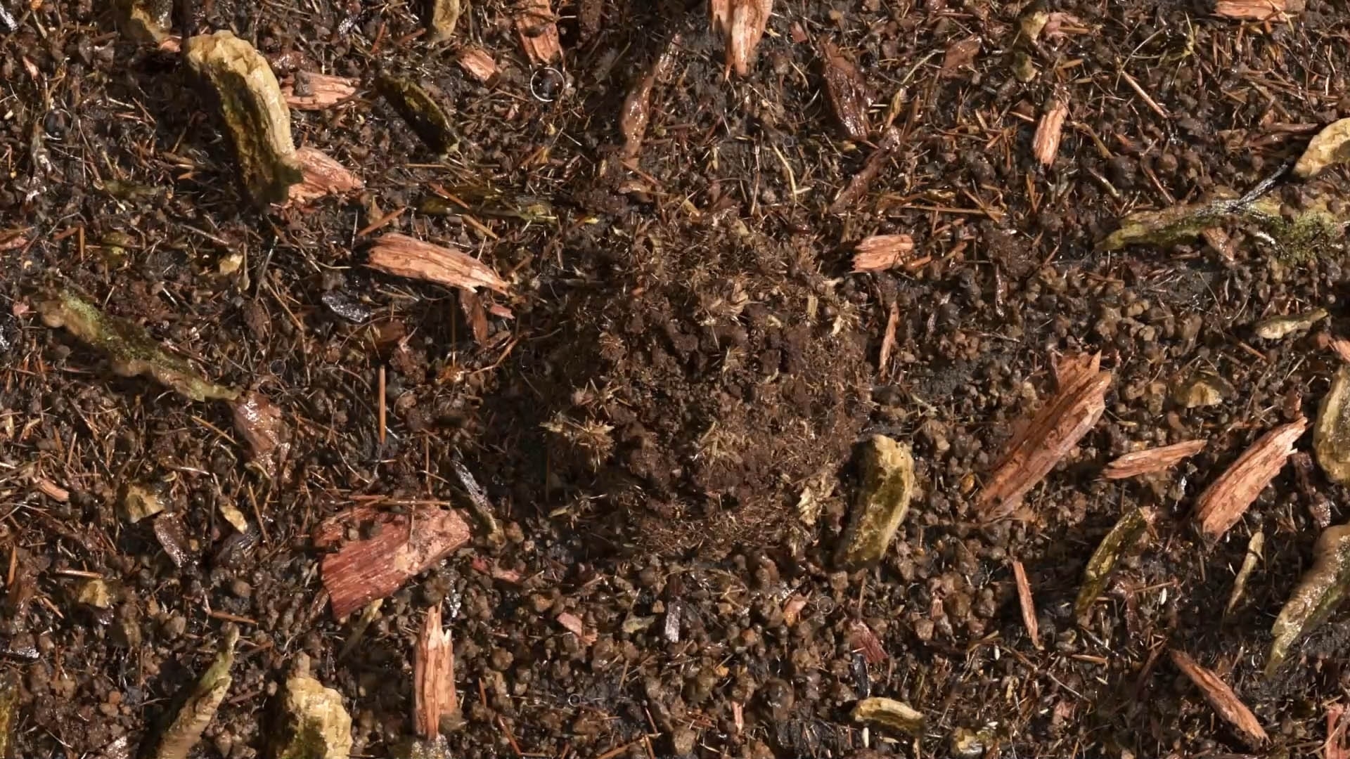 composted soil