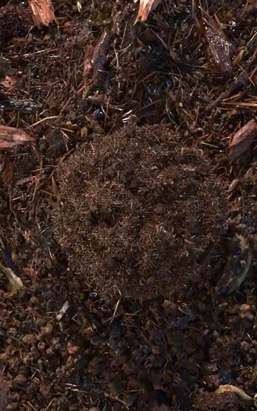 composted soil