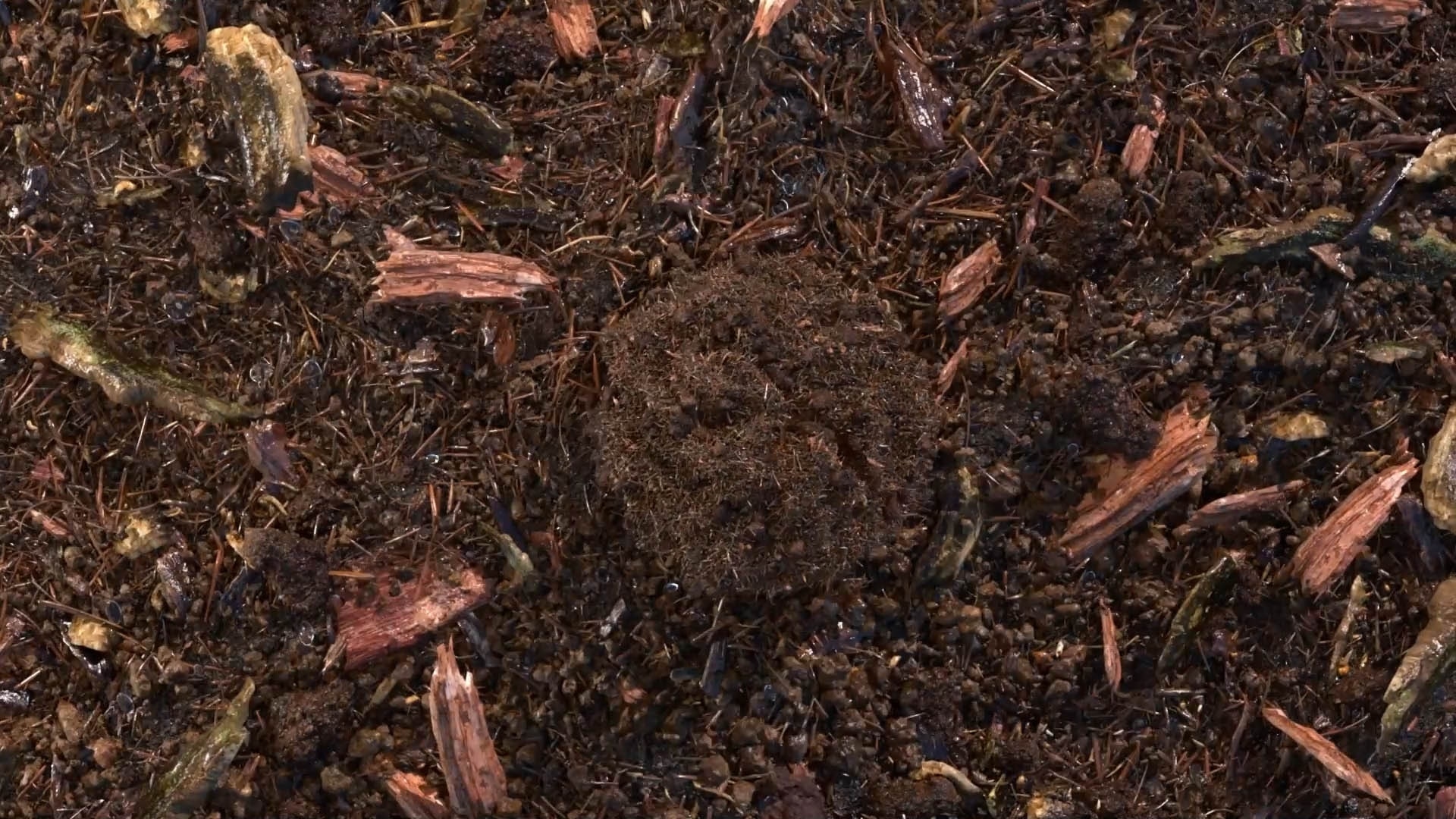composted soil