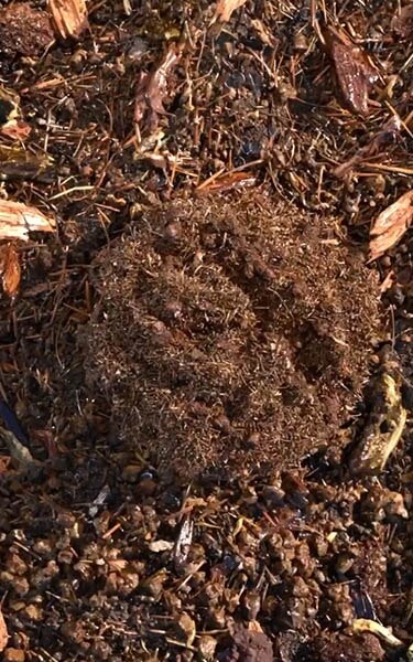 composted soil