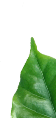 Freshly sealed coffee aroma in a home compostable paper-based pod that will return to its origin.
