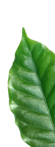 Freshly sealed coffee aroma in a home compostable paper-based pod that will return to its origin.